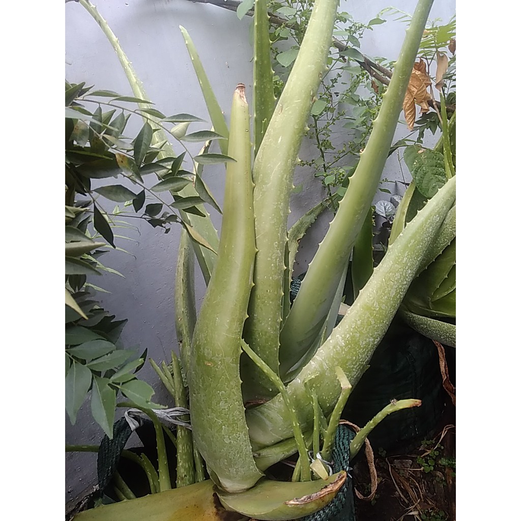 

LIDAH BUAYA DAUN ~PELEPAH LIDAH BUAYA~ALOE VERA...