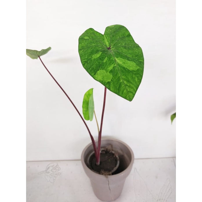 Tanaman Hias Colocasia Lime Gecko