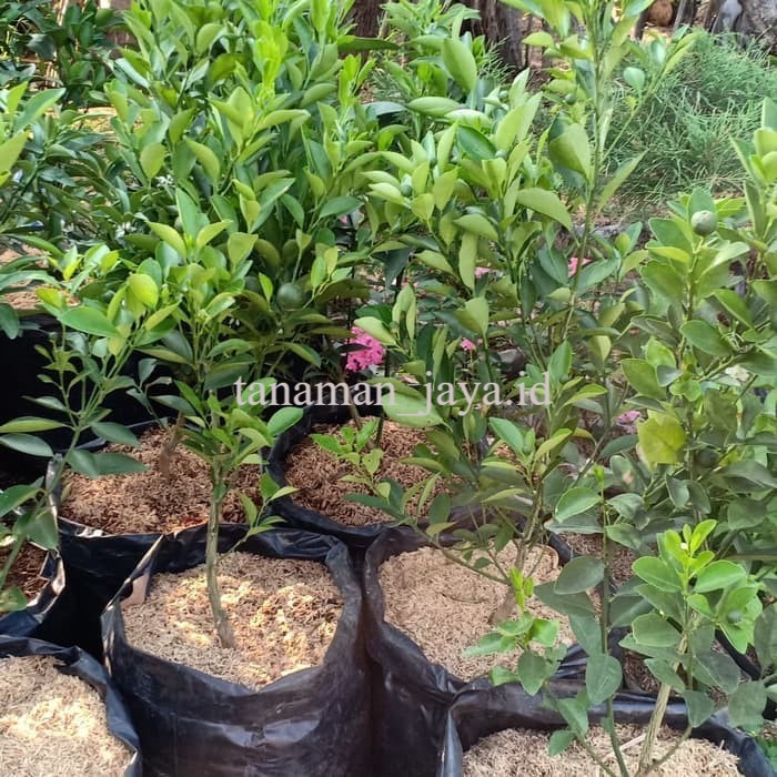 bibit buah jeruk kip / jeruk lemon cui