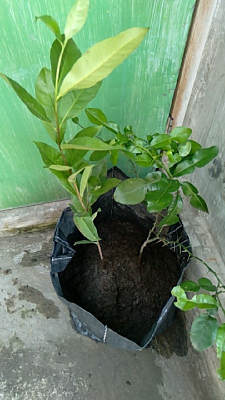 Bibit Tanaman Daun Salam