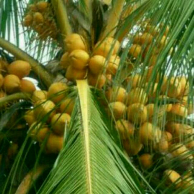 Paket 40batang Bibit Kelapa Hijau Hibrida dan Kelapa Gading Genjah