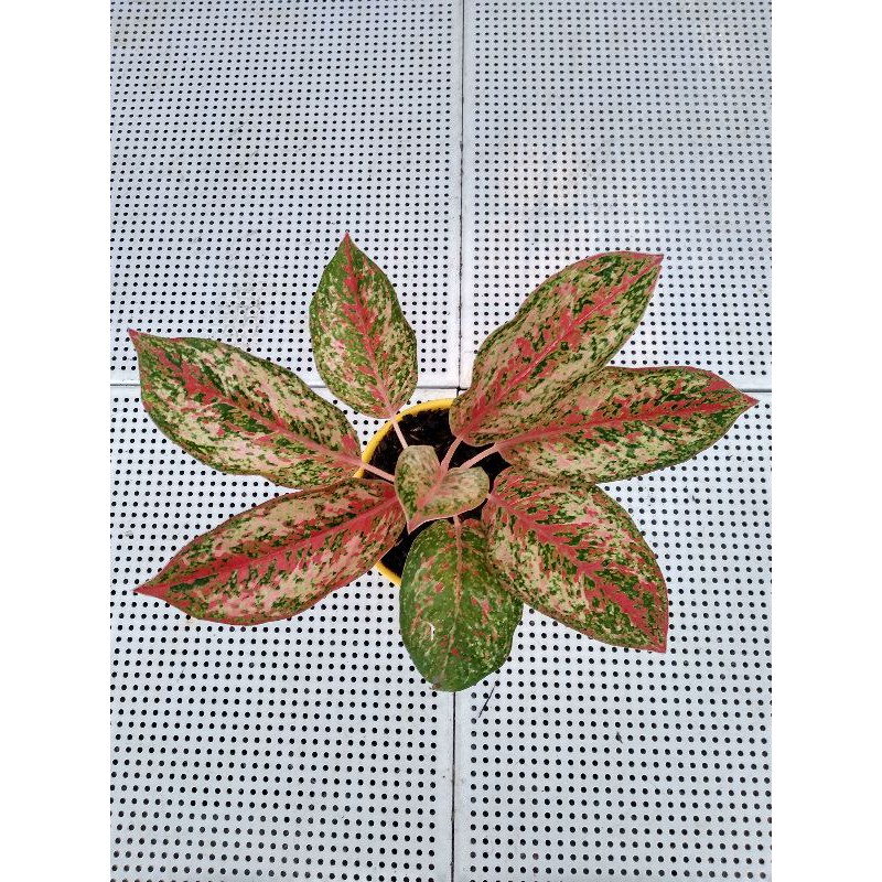 aglonema coconut delight