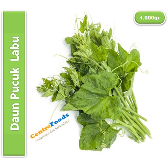 

Daun Pucuk Labu Fresh | Jabar [ Harga Per KG ]