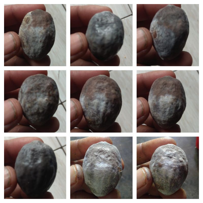 Muncang adu jenis nyonyo