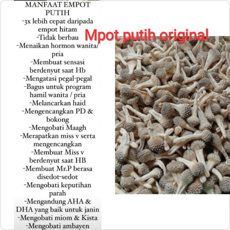 empot putih original utuh