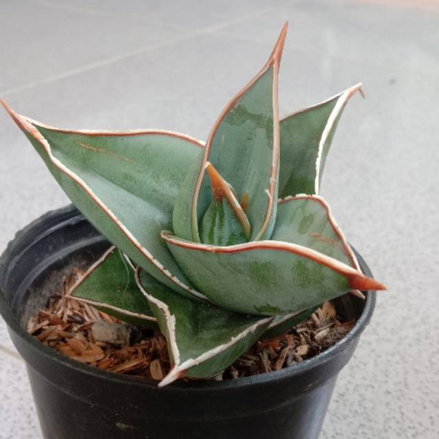 Kaktus/ sansivera pinguin cantik dan unik tepi merah