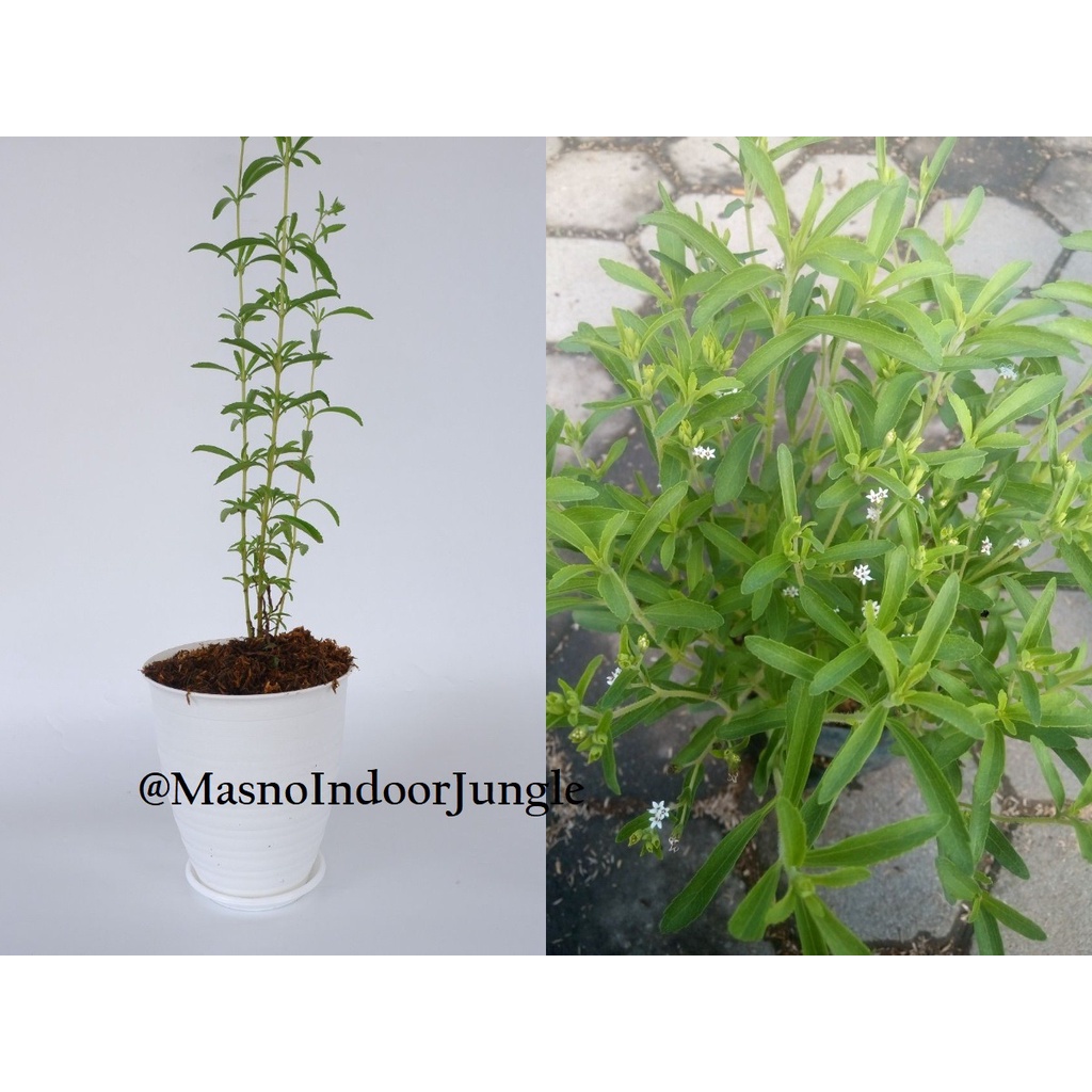 Tanaman Herbal Stevia/Daun Manis - Bibit Tanaman Obat Stevia - Bibit Daun Manis Stevia