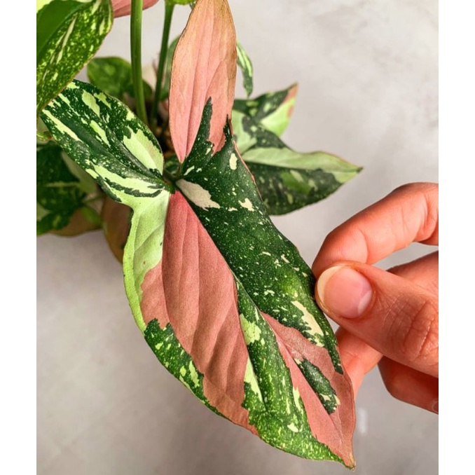 SINGONIUM RED SPOT TRI COLOR/ Tanaman hias red spot tri color import murah /tanaman hias murah syngo