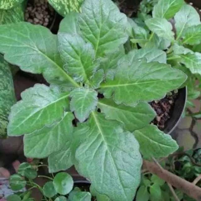 Tanaman Herbal Daun Dewa / Gynura Divaricata