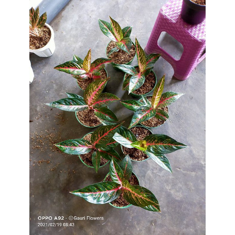 Aglonema hot ledy remaja