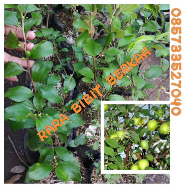 Bibit buah apel putza / bidara india