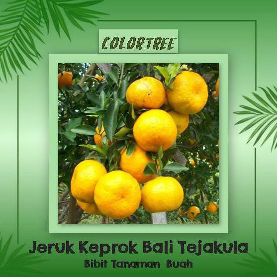 c4ps bibit tanaman buah jeruk keprok bali tejakula 60cm xx!!