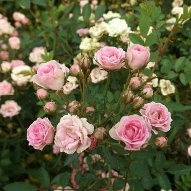Tanaman Hias Mawar Baby Rose Murah 1 Paket isi 10 Pohon Baby Rose Tanaman Mawar Jepang Daun Rimbun
