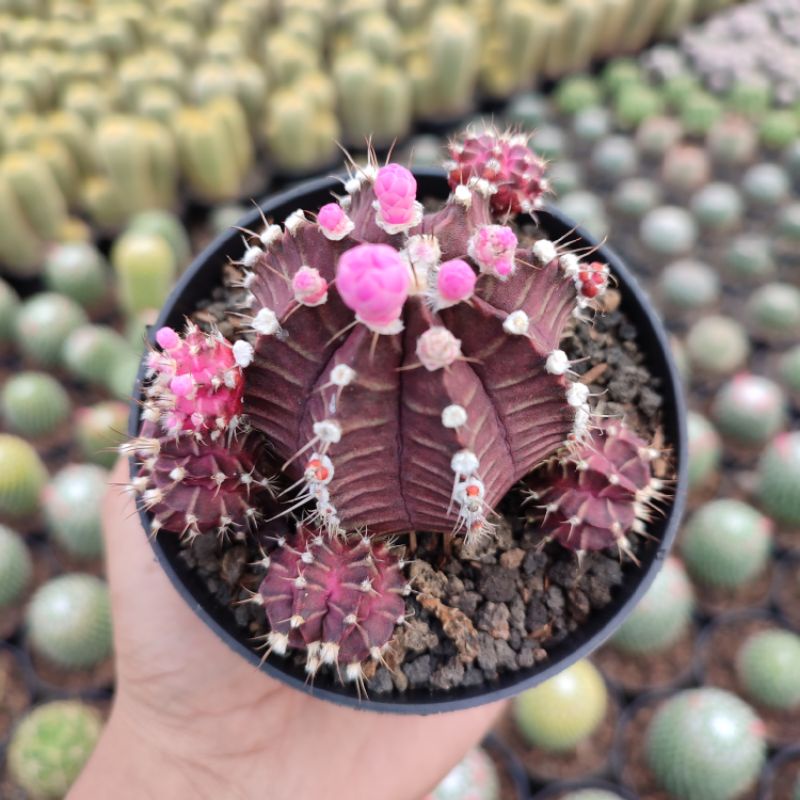 Gymnocalycium Ungu | DP 10cm | Kaktus