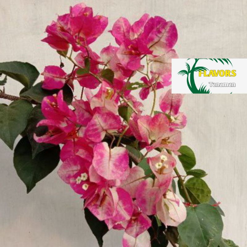 TERLARIS Bugenvil Citra India (bibit)