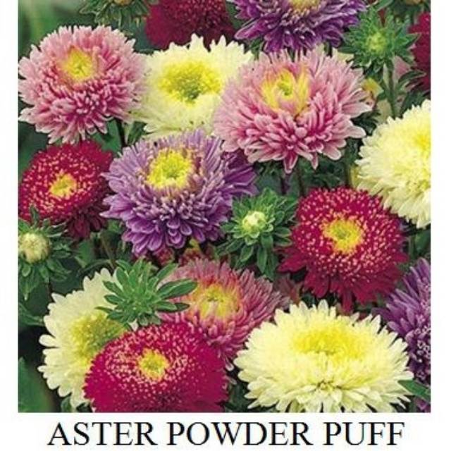  Benih  Bunga  Aster  Powder Puff Tahan Panas Very Easy to 