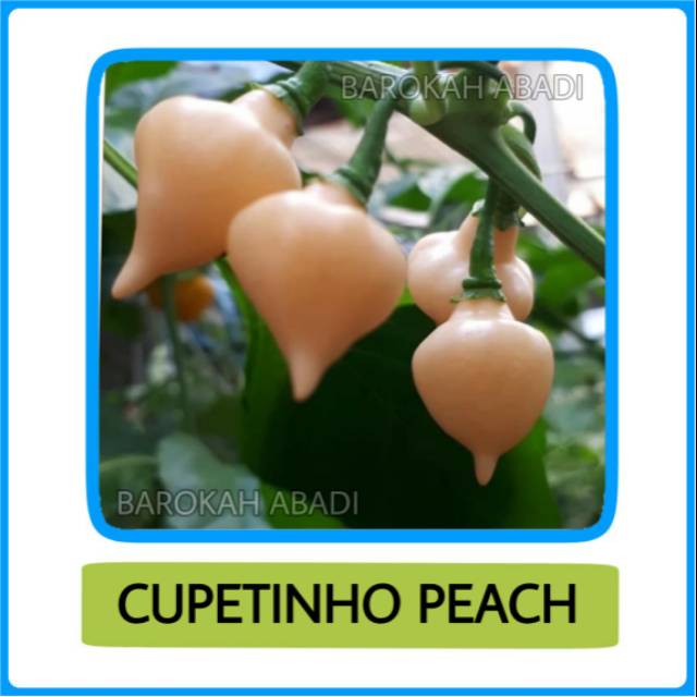 Benih Cabai Cabe Cupetinho Paech Chupetinho Peach