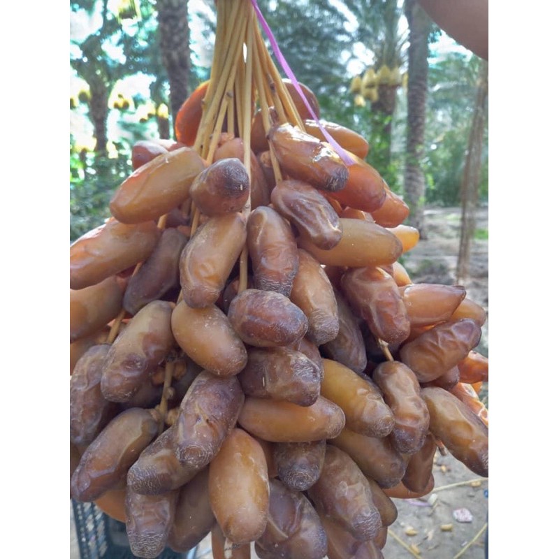 

Kurma palm Fruit 1000gr/ Kurma Tangkai/ Kurma Kering Berkhasiat