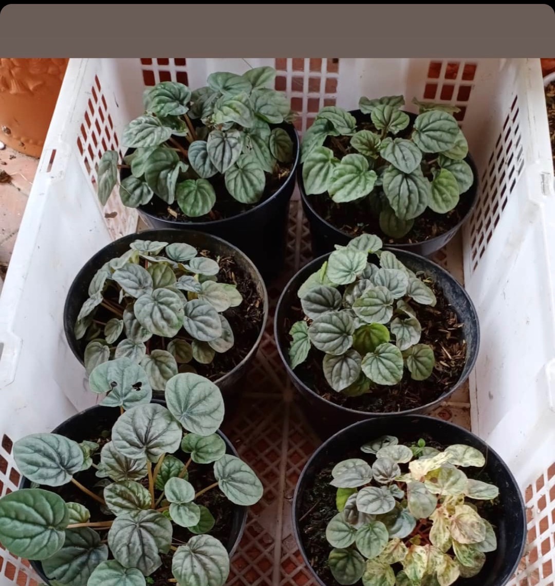 Media Tanam Akar Pakis