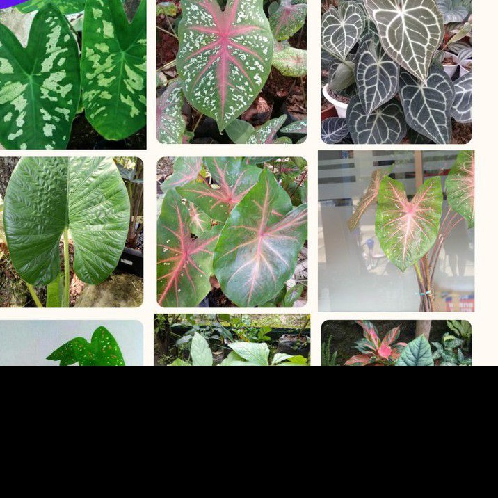 Umbi keladi hias / Tanaman hias keladi / bonggol tanaman keladi caladium terbaik
