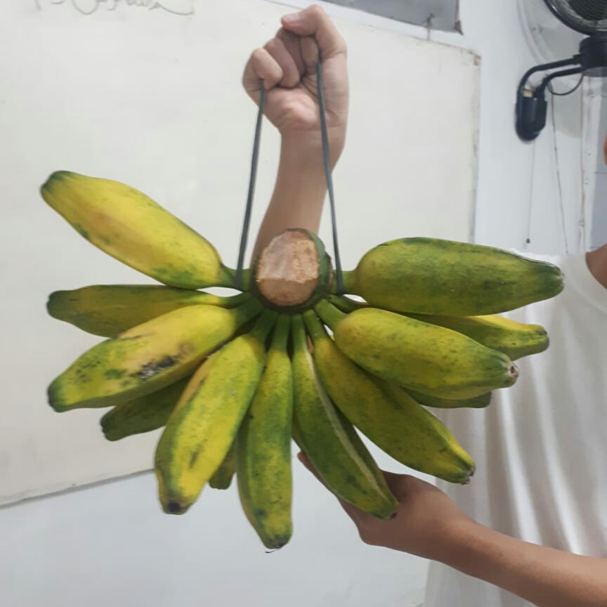 PISANG KEPOK KALIMANTAN FRESH JUMBO