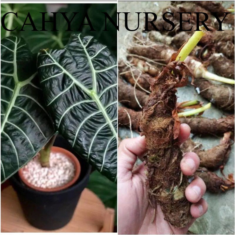 Promo 1kg umbi bonggol ALOCASIA WATSONIANA