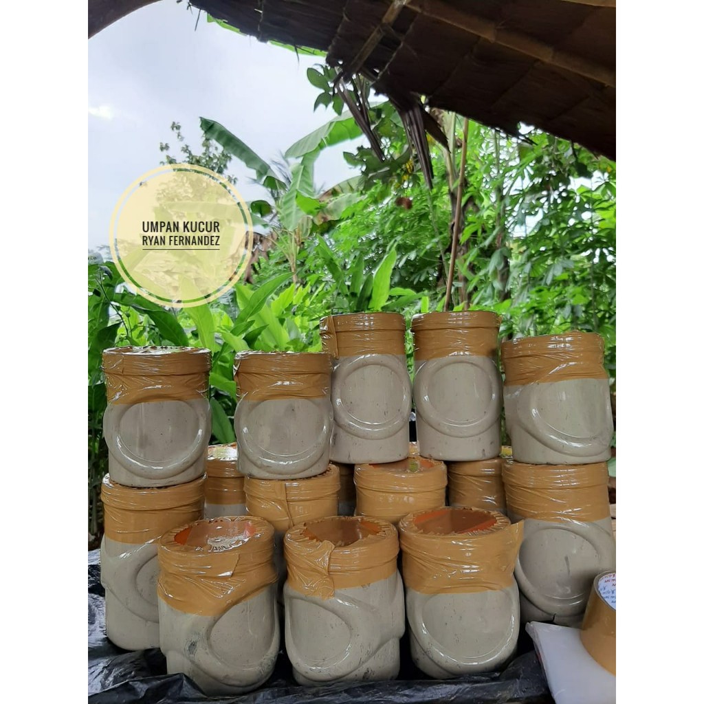 Umpan Kucur Super Ryan Fernandez