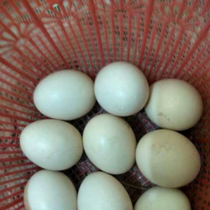Telur ayam cemani Lidah Hitam
