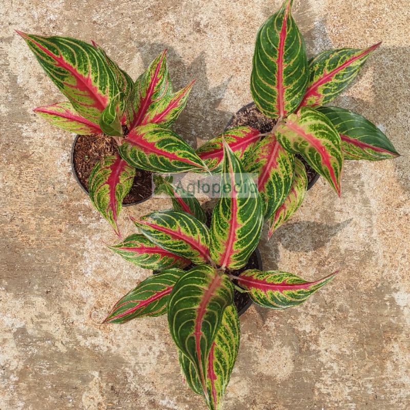 Aglonema Red Sunset - Aglopedia