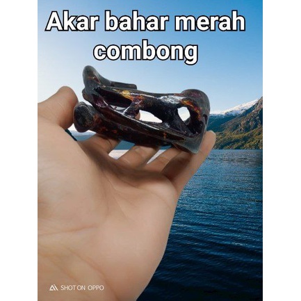 gelang akar bahar merah combong