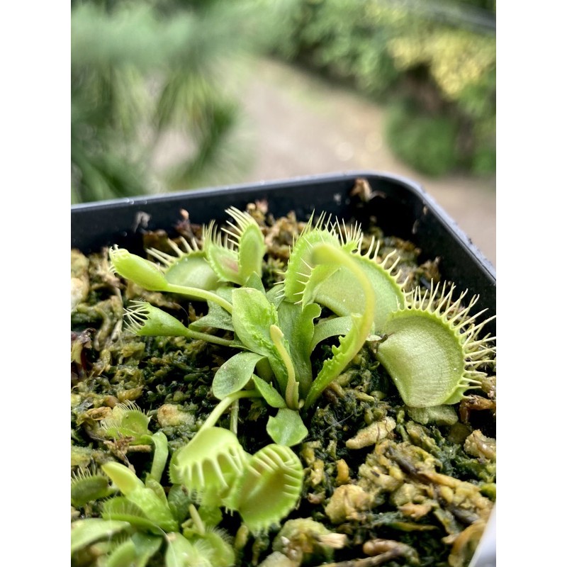 venus flytrap funnel/ vft funnel/ tanaman hidup