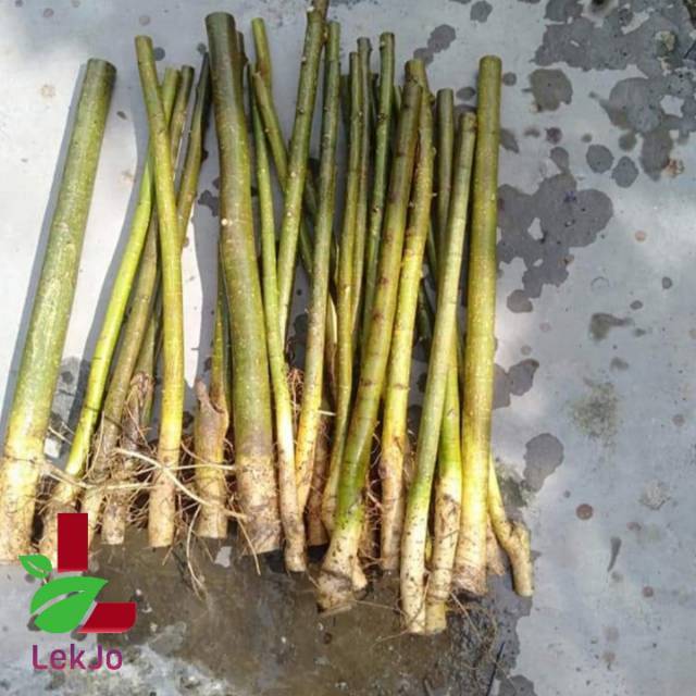 Batang bonsai serut bahan grouping dan raff