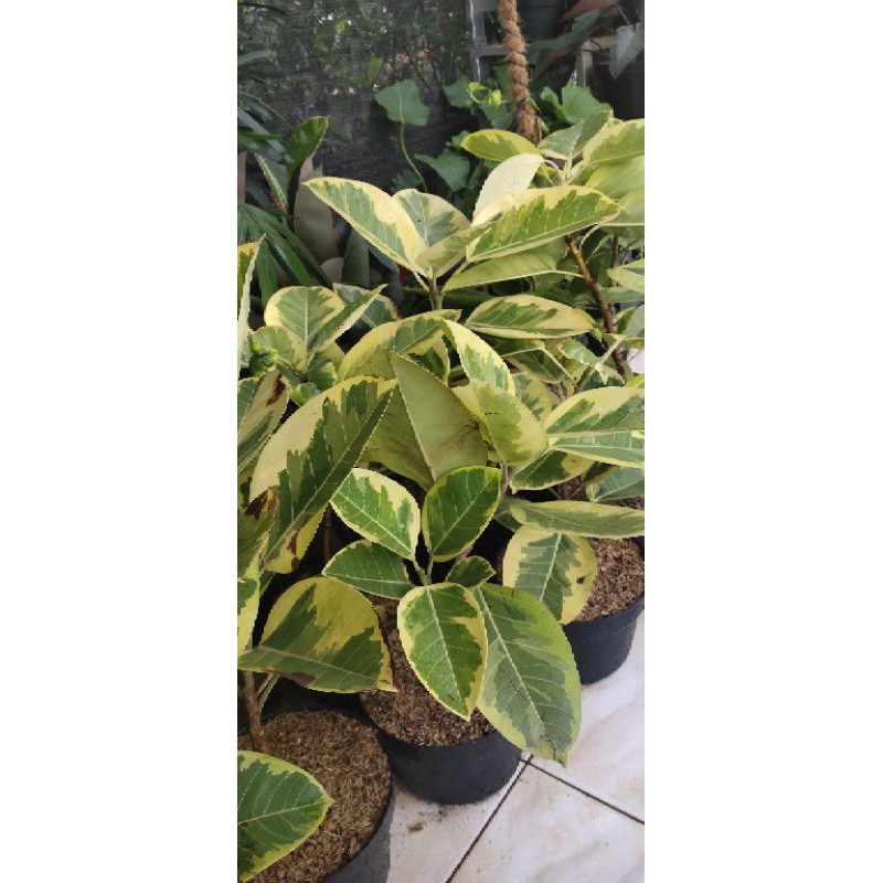 pohon karet kebo kuning kaligata