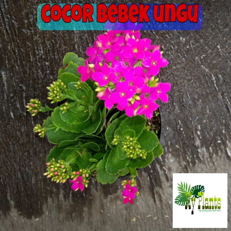 Tanaman Hias Bunga Cocor Bebek Ungu / Kalanchoe Kalandiva Bunga Tumpuk / Kalanchoe Variegata