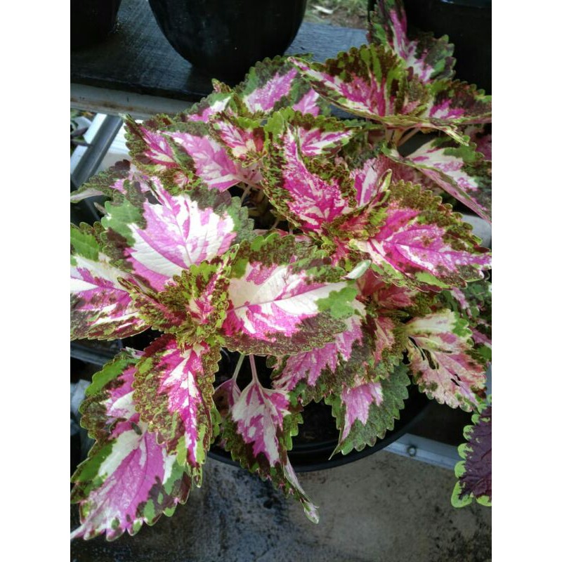 miana id batik betawi