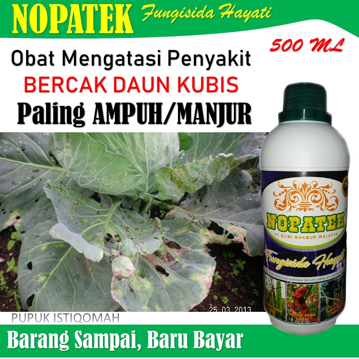 Nopatek Obat Mengatasi Bercak Daun Kubis - Nopatek Fungisida Hayati Atasi Hama Bercak Daun Pada Tana