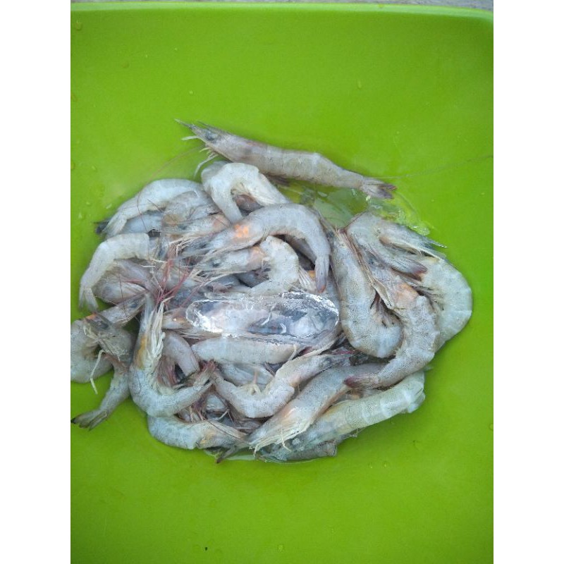 

udang basah KECIL