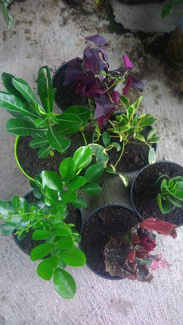 Tanaman Hias Bunga Kemuning - Pohon Kemuning