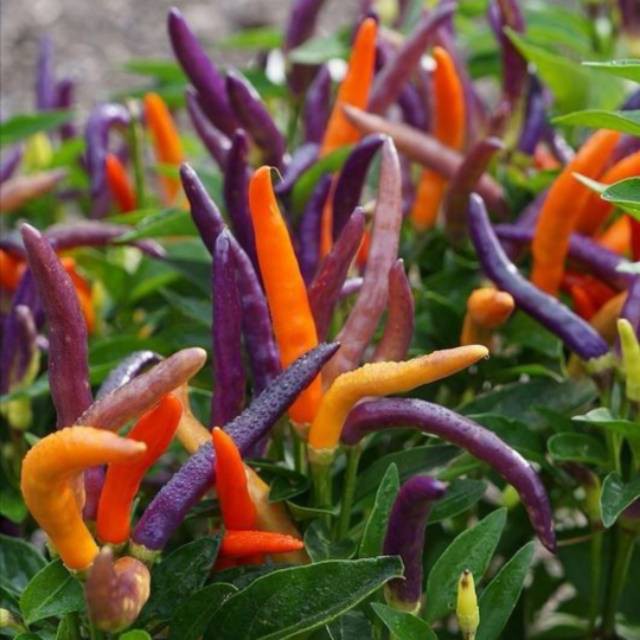 BS-BYL Bibit Cabe Hias Pelangi Benih Tanaman Sayuran Cabai Carolina Reaper Merah Bolivian Rainbow Katokkon Numex Giant Raksasa Sweet Italian Ungu Hitam-CH GARDA FIREWORK