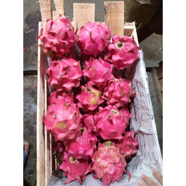 

Buah Naga Segar