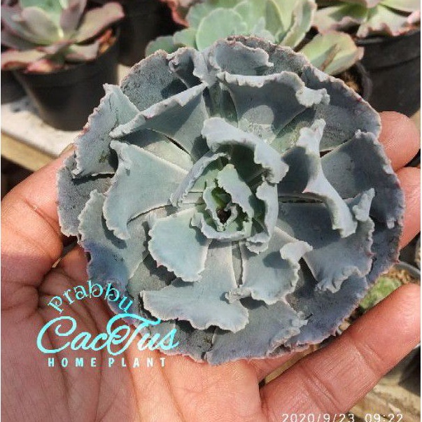 kaktus / sukulen echeveria trufles