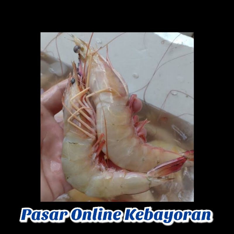 

Udang Jerbung Segar - 1 Kg ( JABODETABEK )