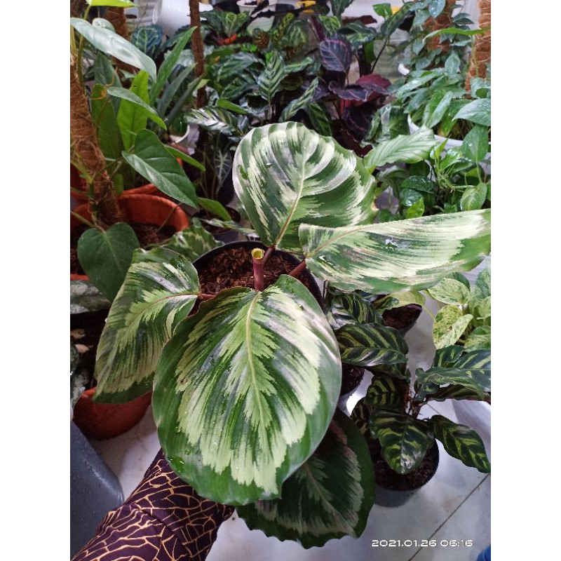 calathea medalion V2 import Murah