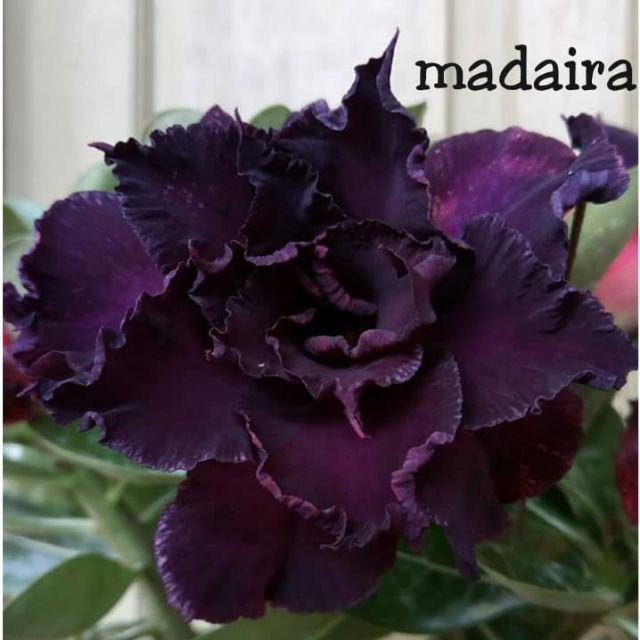 Bibit bunga kamboja/adenium treple terbaru-Medeira