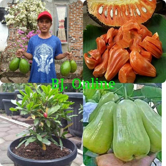 

Paket bibit alpukat nangka merah miracle jambu cincalo