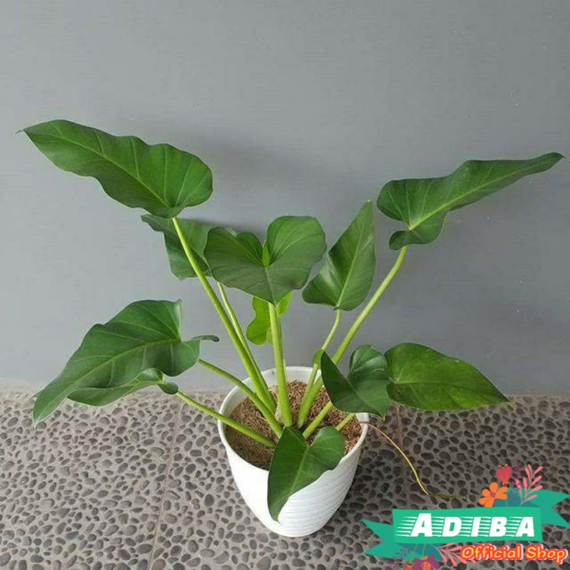 Tanaman Hias Philo Marbel / Philodendron Marbel