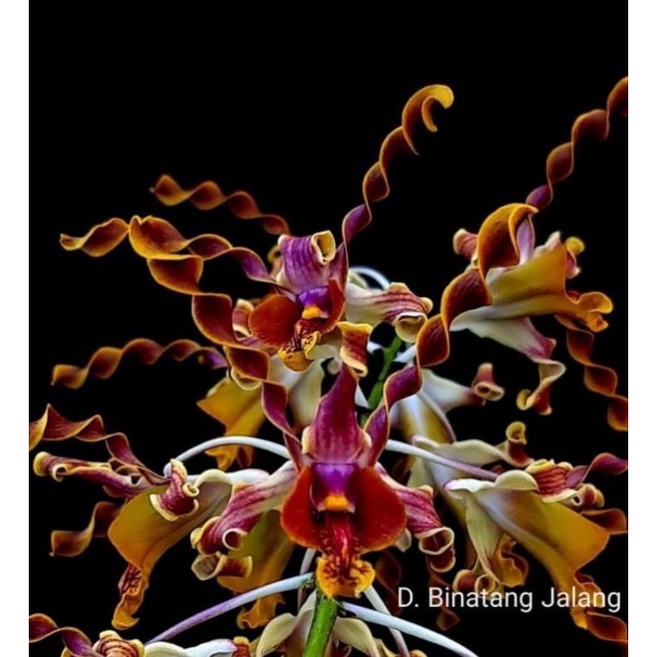 Dendrobium Binatang Jalang