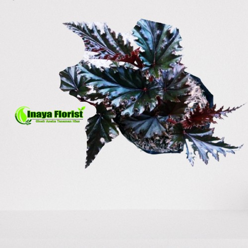 TANAMAN HIAS BEGONIA GRYPHON ( BEGONIA SPIDER )