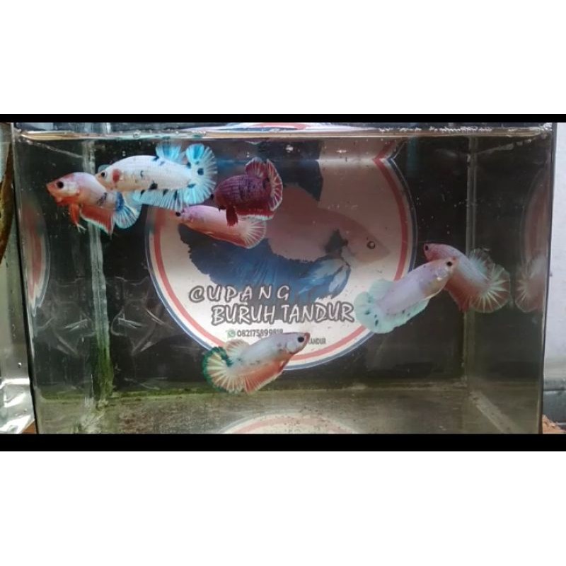 cupang marble candy murah