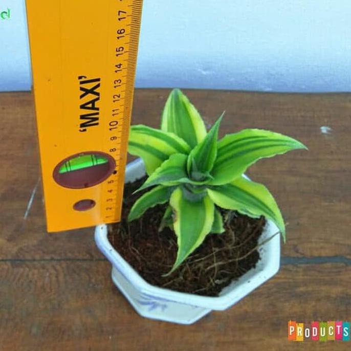 New Tanaman Kriptantus Kuning / Cryptanthus Acaulis Variegated Segera Dapatkan